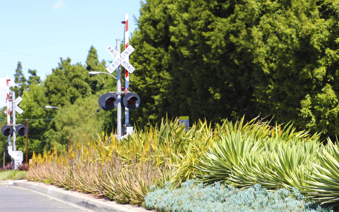 Downey Avenue Median Pilot Program